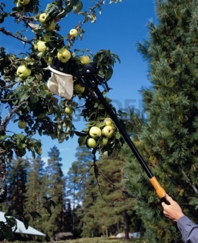 Fiskars gyümölcsszedő univerzális ágvágóhoz